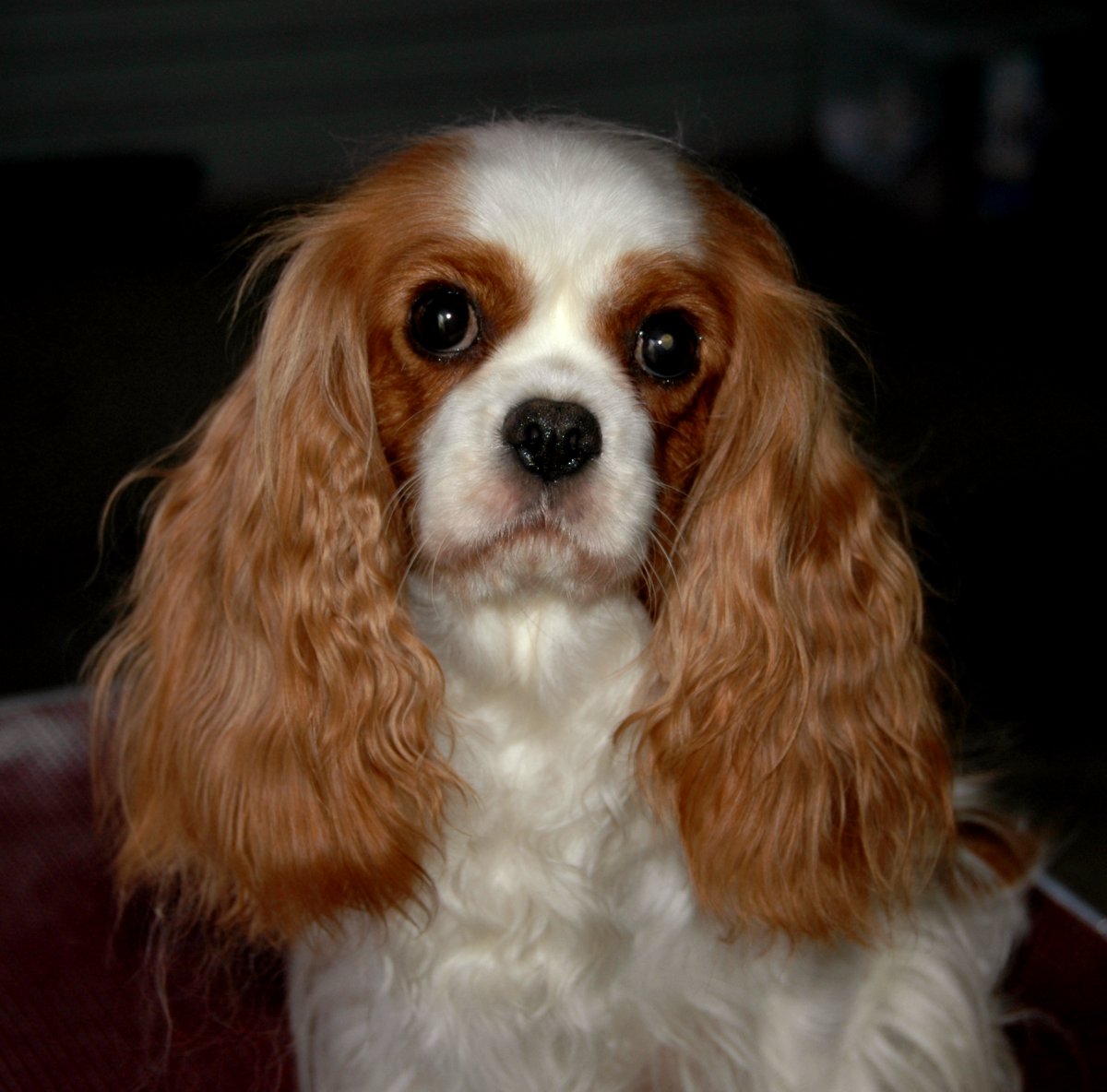 edwina