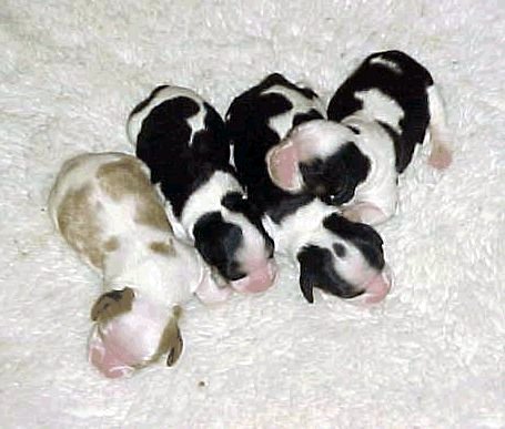 babies